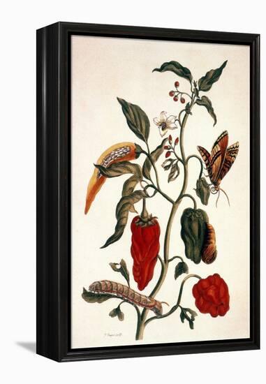 Pepper Plant-Maria Sibylla Merian-Framed Premier Image Canvas