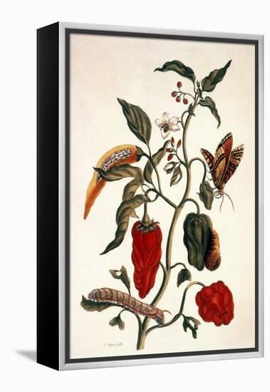 Pepper Plant-Maria Sibylla Merian-Framed Premier Image Canvas