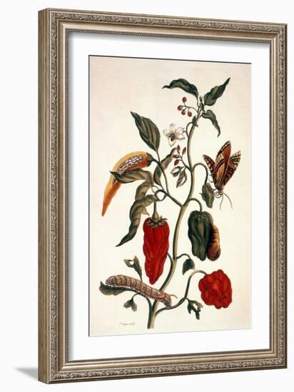 Pepper Plant-Maria Sibylla Merian-Framed Giclee Print