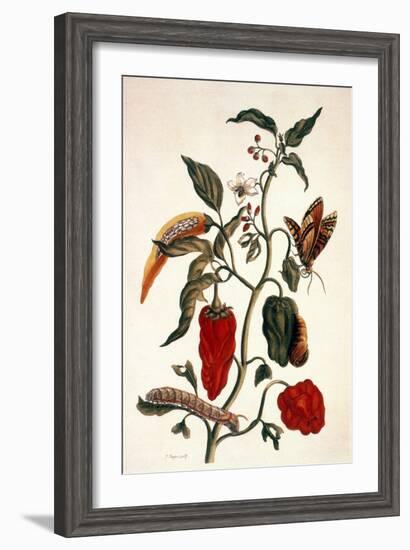 Pepper Plant-Maria Sibylla Merian-Framed Giclee Print