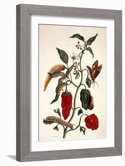 Pepper Plant-Maria Sibylla Merian-Framed Giclee Print