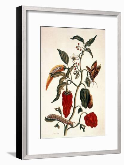 Pepper Plant-Maria Sibylla Merian-Framed Giclee Print