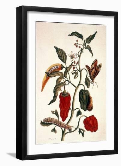 Pepper Plant-Maria Sibylla Merian-Framed Giclee Print