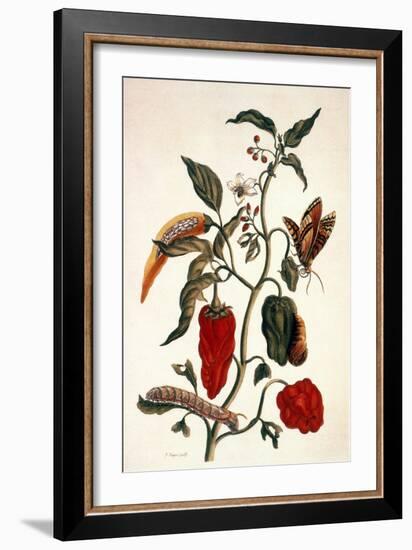 Pepper Plant-Maria Sibylla Merian-Framed Giclee Print