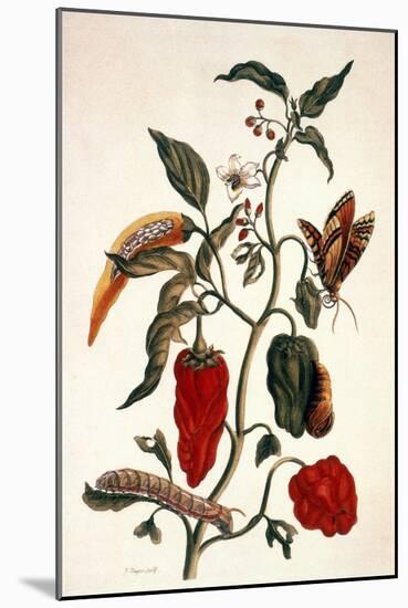 Pepper Plant-Maria Sibylla Merian-Mounted Giclee Print