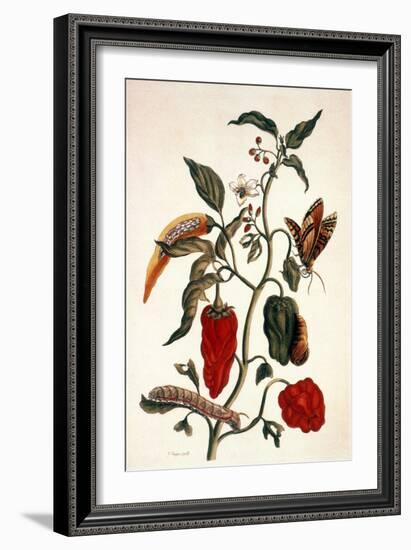 Pepper Plant-Maria Sibylla Merian-Framed Giclee Print