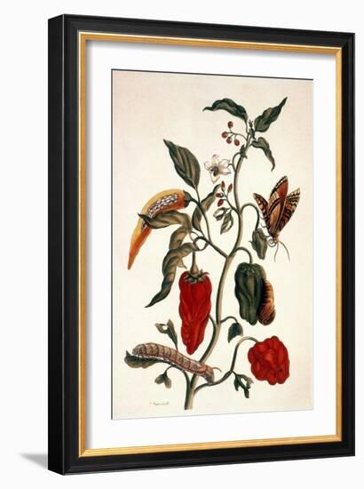 Pepper Plant-Maria Sibylla Merian-Framed Giclee Print