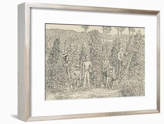 'Pepper Plantation', 1924-Unknown-Framed Giclee Print