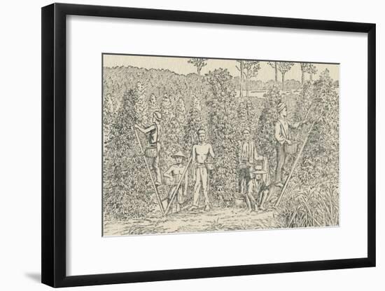'Pepper Plantation', 1924-Unknown-Framed Giclee Print