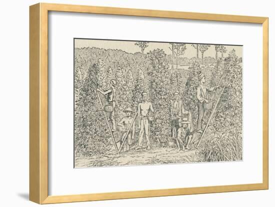 'Pepper Plantation', 1924-Unknown-Framed Giclee Print