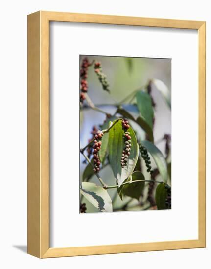 Peppercorn Plant, Kerala, India, Asia-Martin Child-Framed Photographic Print