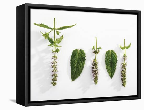 Peppermint (Leaves and Flowers)-Dieter Heinemann-Framed Premier Image Canvas