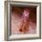 Peppermint shrimp, Dominica, Eastern Caribbean-David Hall-Framed Photographic Print