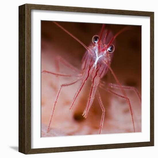 Peppermint shrimp, Dominica, Eastern Caribbean-David Hall-Framed Photographic Print
