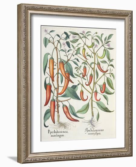 Peppers: 1.Piper Indicum Maximum Longum; 2.Piper Indicum Minus Recurvis Filiquis-German School-Framed Giclee Print