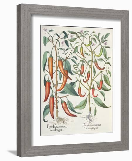 Peppers: 1.Piper Indicum Maximum Longum; 2.Piper Indicum Minus Recurvis Filiquis-German School-Framed Giclee Print