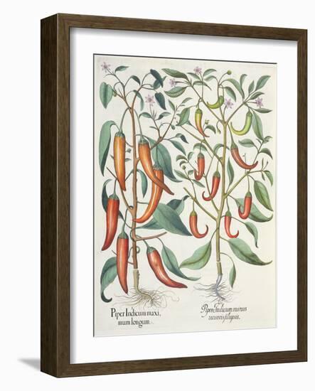 Peppers: 1.Piper Indicum Maximum Longum; 2.Piper Indicum Minus Recurvis Filiquis-German School-Framed Giclee Print