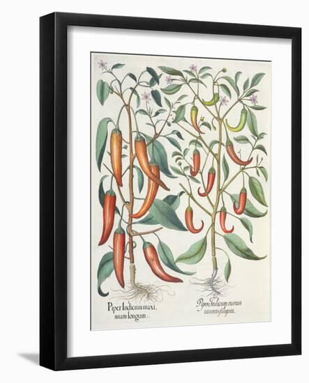 Peppers: 1.Piper Indicum Maximum Longum; 2.Piper Indicum Minus Recurvis Filiquis-German School-Framed Giclee Print