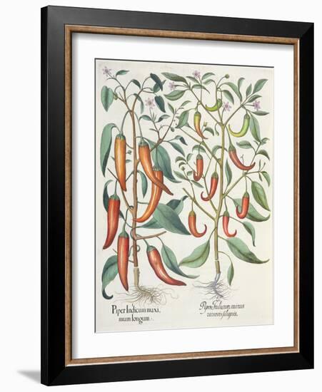 Peppers: 1.Piper Indicum Maximum Longum; 2.Piper Indicum Minus Recurvis Filiquis-German School-Framed Giclee Print