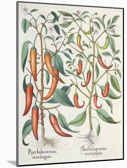 Peppers: 1.Piper Indicum Maximum Longum; 2.Piper Indicum Minus Recurvis Filiquis-German School-Mounted Giclee Print