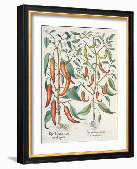Peppers: 1.Piper Indicum Maximum Longum; 2.Piper Indicum Minus Recurvis Filiquis-German School-Framed Giclee Print