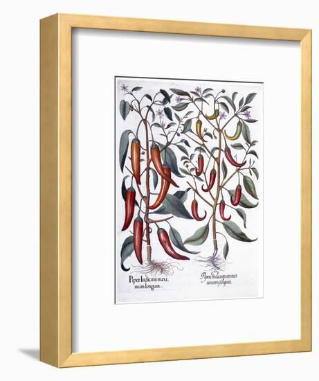 Peppers, 1613-Unknown-Framed Giclee Print