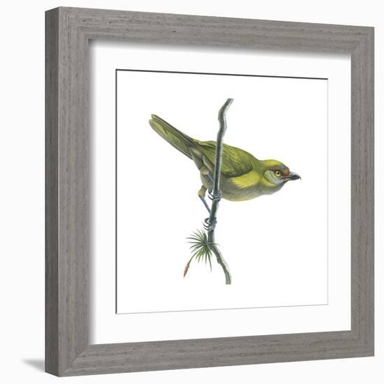 Peppershrike (Cyclarhis Nigrirostris), Birds-Encyclopaedia Britannica-Framed Art Print