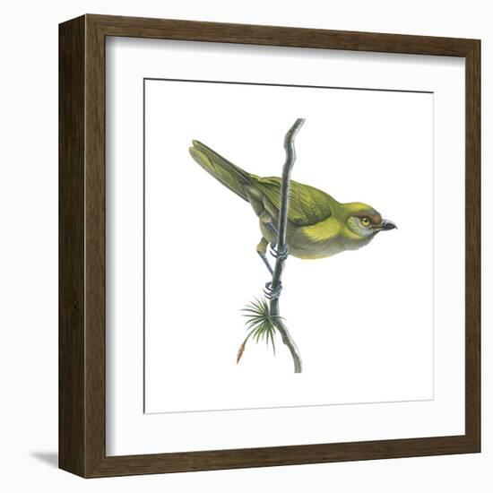 Peppershrike (Cyclarhis Nigrirostris), Birds-Encyclopaedia Britannica-Framed Art Print