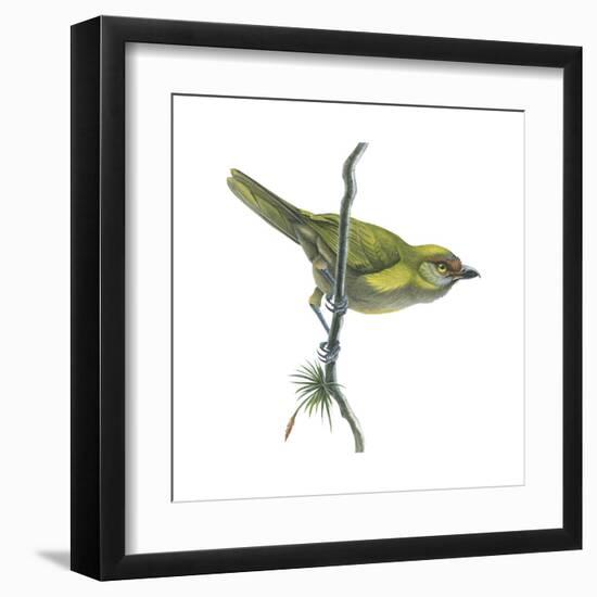 Peppershrike (Cyclarhis Nigrirostris), Birds-Encyclopaedia Britannica-Framed Art Print