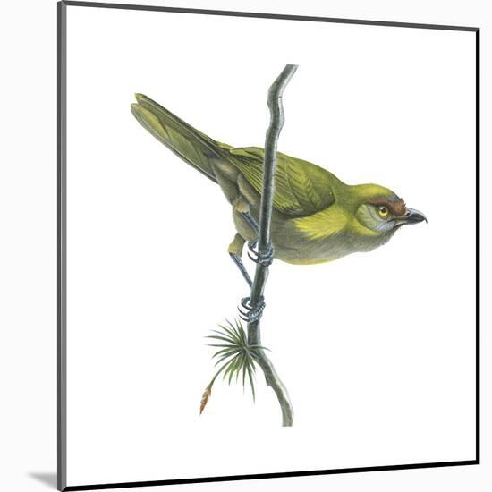 Peppershrike (Cyclarhis Nigrirostris), Birds-Encyclopaedia Britannica-Mounted Art Print