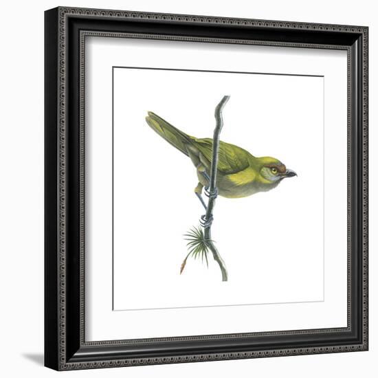 Peppershrike (Cyclarhis Nigrirostris), Birds-Encyclopaedia Britannica-Framed Art Print