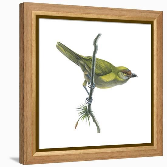 Peppershrike (Cyclarhis Nigrirostris), Birds-Encyclopaedia Britannica-Framed Stretched Canvas