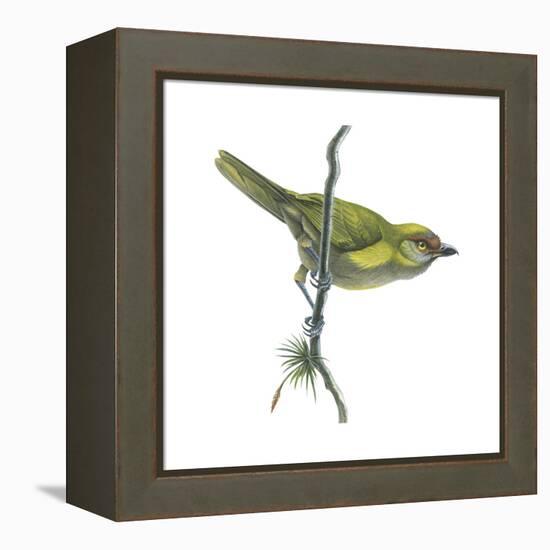 Peppershrike (Cyclarhis Nigrirostris), Birds-Encyclopaedia Britannica-Framed Stretched Canvas