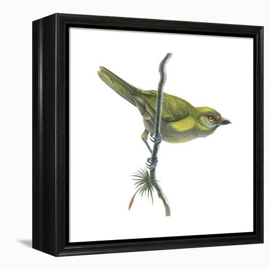 Peppershrike (Cyclarhis Nigrirostris), Birds-Encyclopaedia Britannica-Framed Stretched Canvas