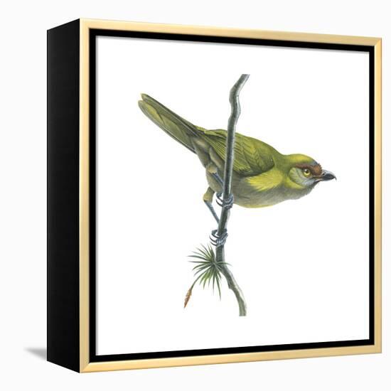 Peppershrike (Cyclarhis Nigrirostris), Birds-Encyclopaedia Britannica-Framed Stretched Canvas