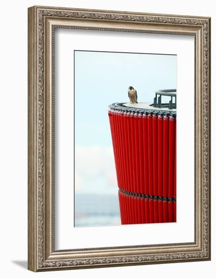 Peragrine falcon perched on top of skyscraper, Spain-Oriol Alamany-Framed Photographic Print