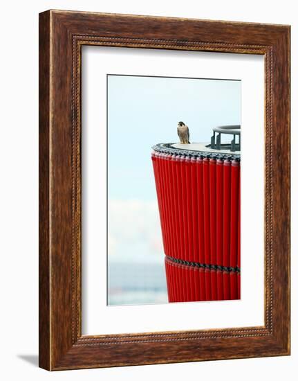 Peragrine falcon perched on top of skyscraper, Spain-Oriol Alamany-Framed Photographic Print