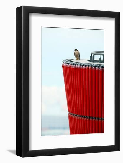 Peragrine falcon perched on top of skyscraper, Spain-Oriol Alamany-Framed Photographic Print