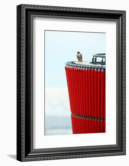 Peragrine falcon perched on top of skyscraper, Spain-Oriol Alamany-Framed Photographic Print