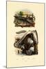 Perch, 1833-39-null-Mounted Giclee Print