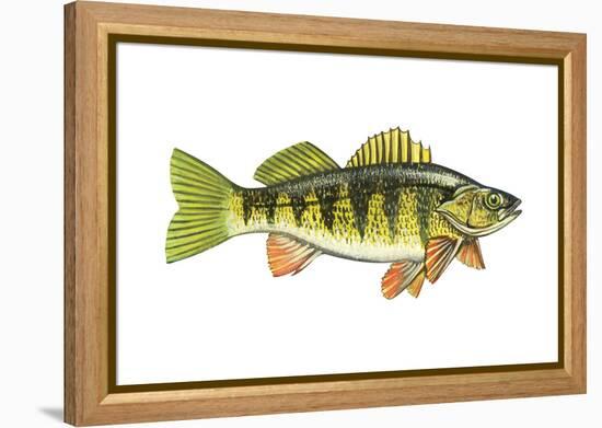 Perch (Perca Flavescens), Fishes-Encyclopaedia Britannica-Framed Stretched Canvas