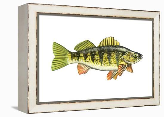 Perch (Perca Flavescens), Fishes-Encyclopaedia Britannica-Framed Stretched Canvas