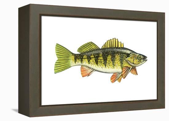 Perch (Perca Flavescens), Fishes-Encyclopaedia Britannica-Framed Stretched Canvas