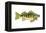 Perch (Perca Flavescens), Fishes-Encyclopaedia Britannica-Framed Stretched Canvas