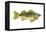 Perch (Perca Flavescens), Fishes-Encyclopaedia Britannica-Framed Stretched Canvas