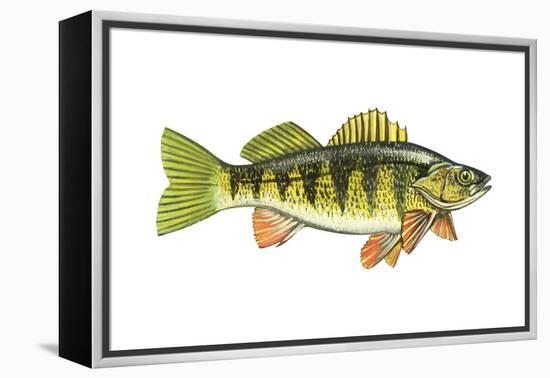 Perch (Perca Flavescens), Fishes-Encyclopaedia Britannica-Framed Stretched Canvas