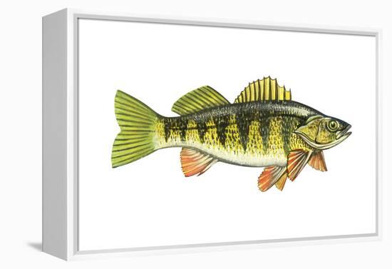 Perch (Perca Flavescens), Fishes-Encyclopaedia Britannica-Framed Stretched Canvas