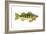 Perch (Perca Flavescens), Fishes-Encyclopaedia Britannica-Framed Art Print