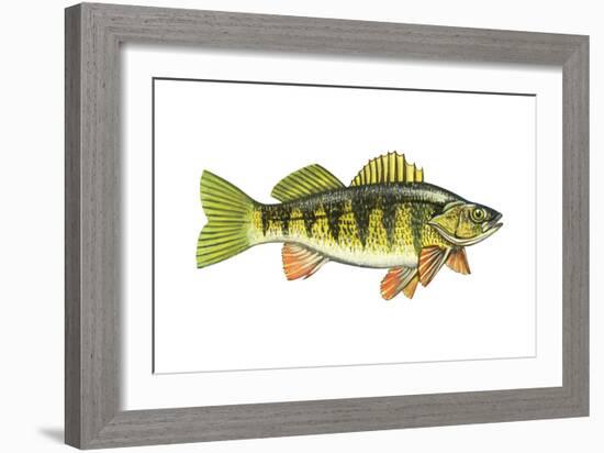 Perch (Perca Flavescens), Fishes-Encyclopaedia Britannica-Framed Art Print
