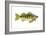 Perch (Perca Flavescens), Fishes-Encyclopaedia Britannica-Framed Art Print